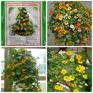 Kho buôn Hoa Ánh Dương ( Mắt nhung )