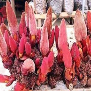 Ngọc toả dương ( nấm ngọc cẩu khô)