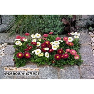 Hạt giống hoa Cúc Bellis