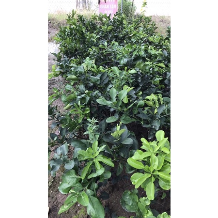 cây bưởi diễn chiết
