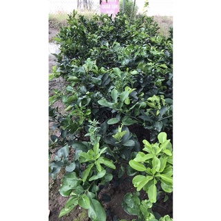 Cây bưởi diễn chiết