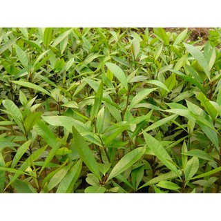 cây lá vối nếp giống (cây chè vối nếp giống)