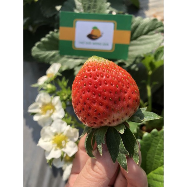 DÂU TÂY HANA MỘC CHÂU - Thế Giới Nông Sản