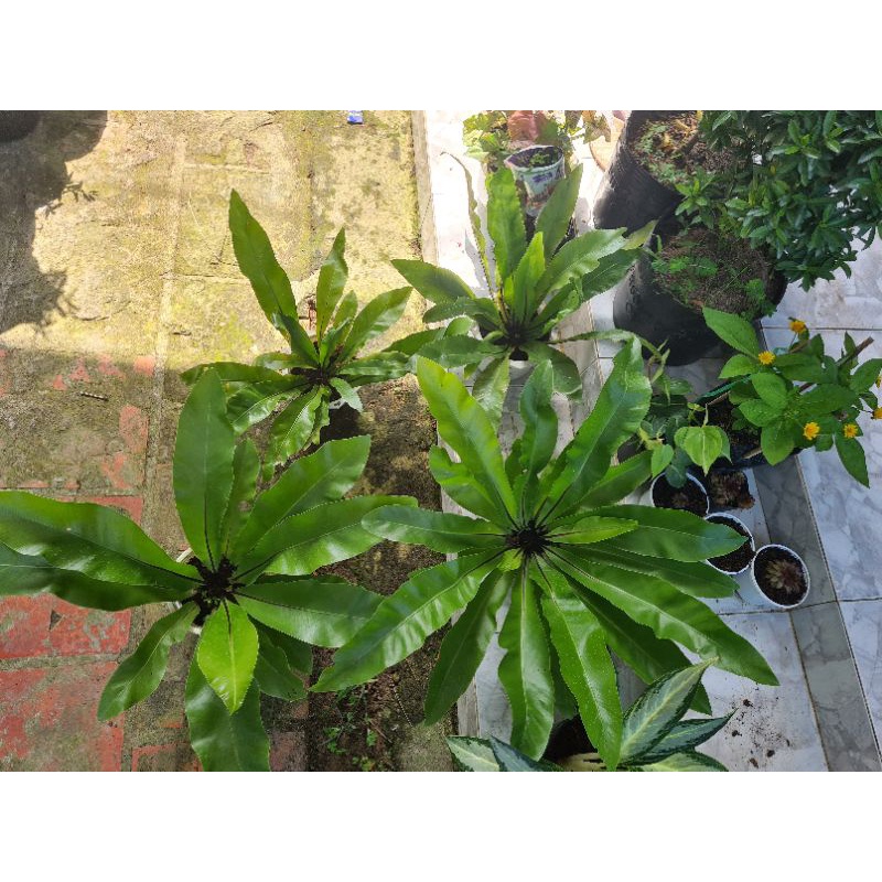 Cây Ổ Phụng