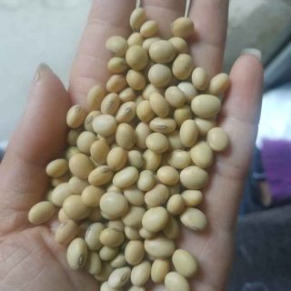Đỗ tương quê cực ngon 39k/1kg