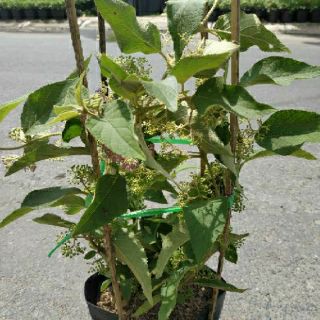 Cây ngọc long châu