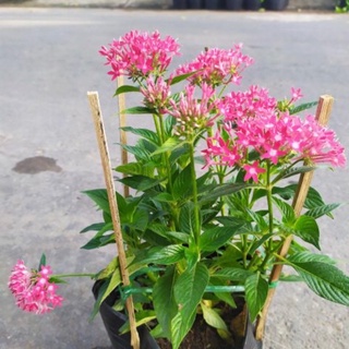 Cay diểm châu tặng phân bón cho cây