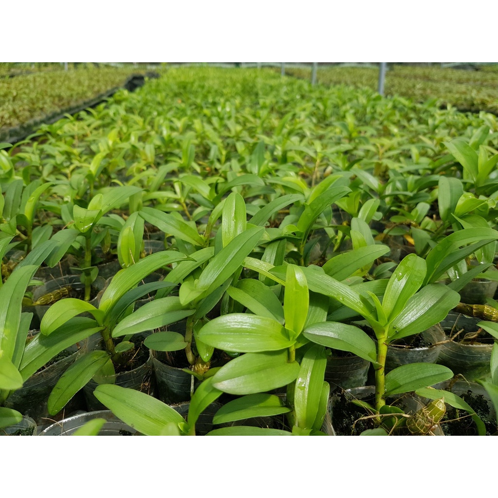 [Siêu Sale] giã hạc hồng bích quyết độc lạ rất đẹp chiều cao 10-15 cm dể trồng dể chăm sóc