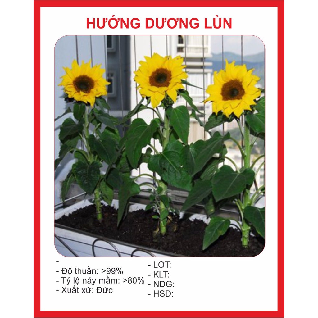 Hạt Giống Hoa Hướng Dương Lùn 30 Hạt