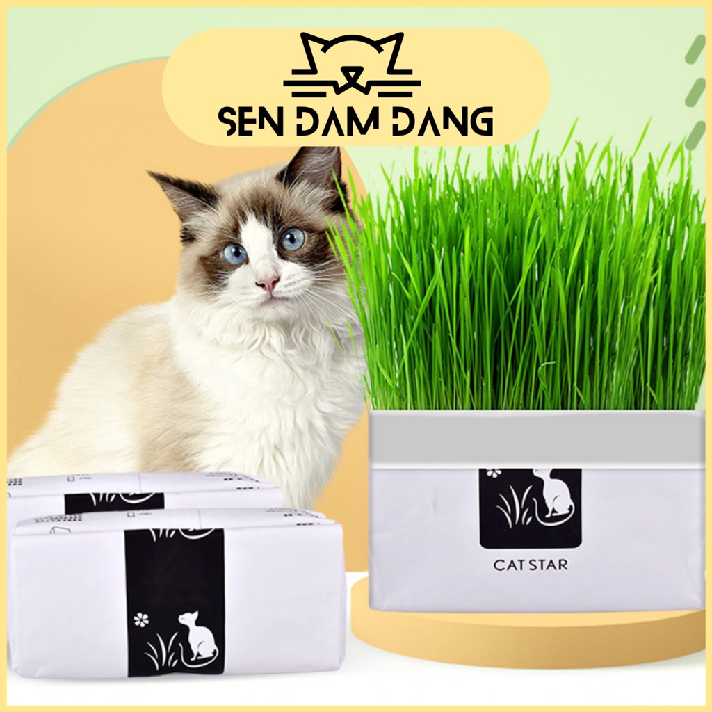Cỏ Mèo Tự Trồng Cat Star - 1 Gói