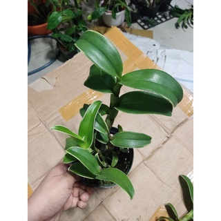 Hoa lan denro lá biên đột biến