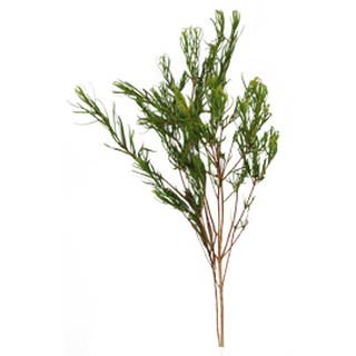 Tinh dầu Tea tree AROMA ZONE- Melaleuca alternifolia