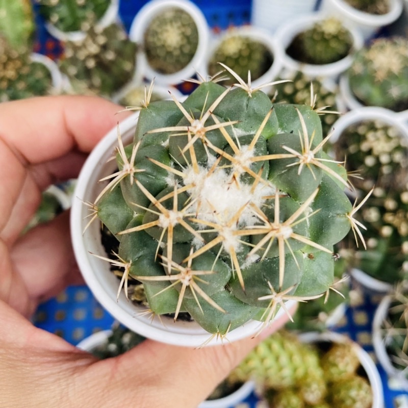 XƯƠNG RỒNG CORY SIÊNG HOA