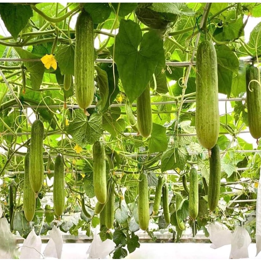 Dưa chuột nếp VL103 F1 - Tỉ lệ nãy mầm >95%
