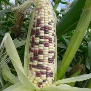 Hạt giống Bắp Nếp Lai F1 hạt trắng tím siêu ngọt siêu dẻo 🌽🌽🌽