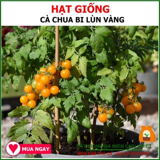 Hạt giống cà chua bi lùn vàng lai f1