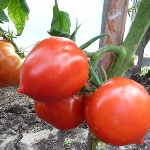 HẠT GIỐNG CÀ CHUA TRÁI TIM  túi /40hạt