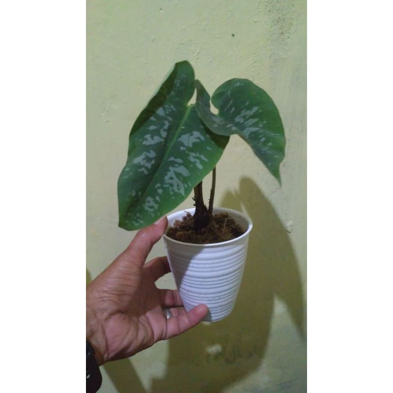 Áo Khoác Bạc Thời Trang Cá Tính 