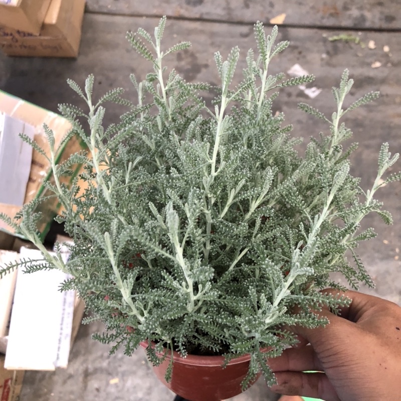 Cây Lavender Cotton (Santolina)