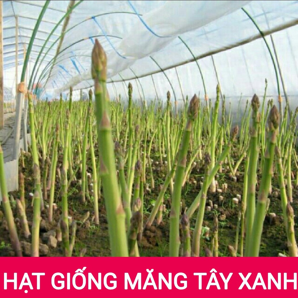 HẠT GIỐNG MĂNG TÂY - GÓI 10 HẠT