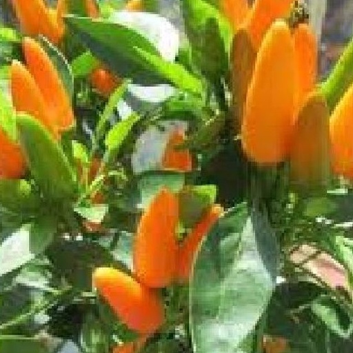 Hạt giống ớt chùm cam siêu cay thái lan f1-gói 1 gram-tặng kèm gói phân bón lót