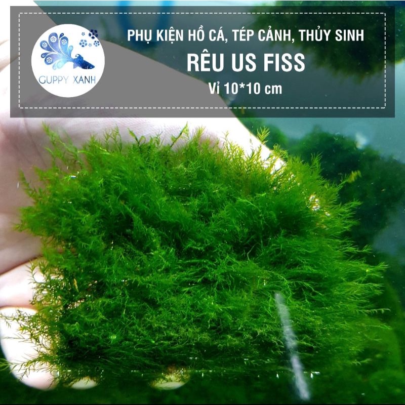 Rêu mini taiwan, up fiss, flame, wepping lá nước. Các dòng rêu dán lũa bonsai