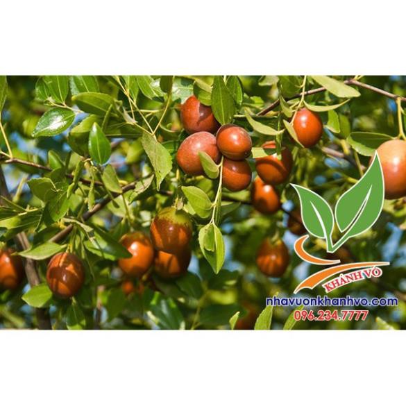 Táo tàu( hồng táo) trái nhiều ngon ngọt - Nhà Vườn Khánh Võ
