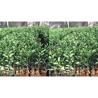 Cây giống Cam xoàn.