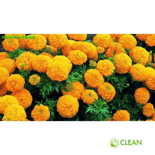 Hạt giống hoa Vạn thọ mỹ mix (50 hạt)
