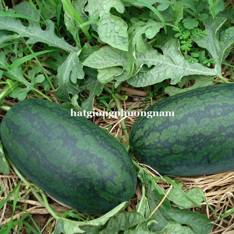 HẠT GIỐNG DƯA HẤU HẮC MĨ NHÂN