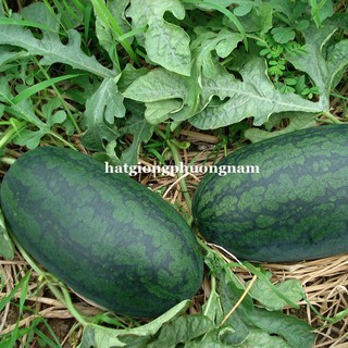 HẠT GIỐNG DƯA HẤU HẮC MĨ NHÂN