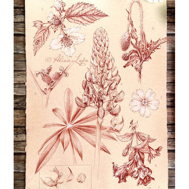 Bút chì Áo Cretacolor Sanguine - cây lẻ