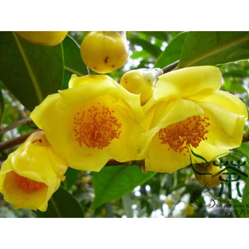 Combo 2 Cây Giống Trà Hoa Vàng ( Kim Hoa Trà) - Cây Giống Khỏe Đẹp