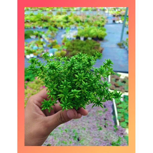 SEN ĐÁ SEDUM XANH SIZE BÉ, HÀNG ĐÀ LẠT, SIÊU XINH SIÊU KHỎE, LỖI 1 ĐỔI 1