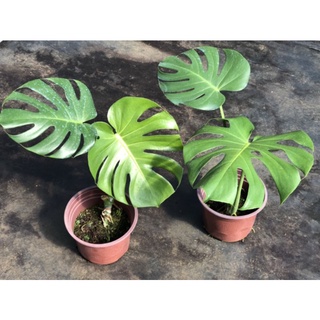 Cây trầu bà Nam Mỹ Monstera Deliciosa