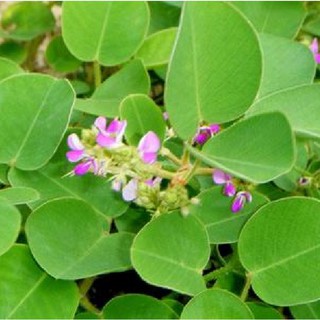 Hạt giống Kim tiền thảo ( cây dược liệu ) 50 hạt