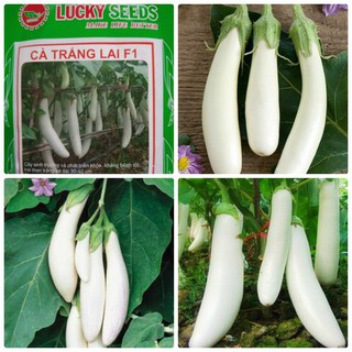 Hạt giống cà trắng dài lai F1 - 2gram (TẶNG gói kích thích hỗ trợ hạt nảy mầm)