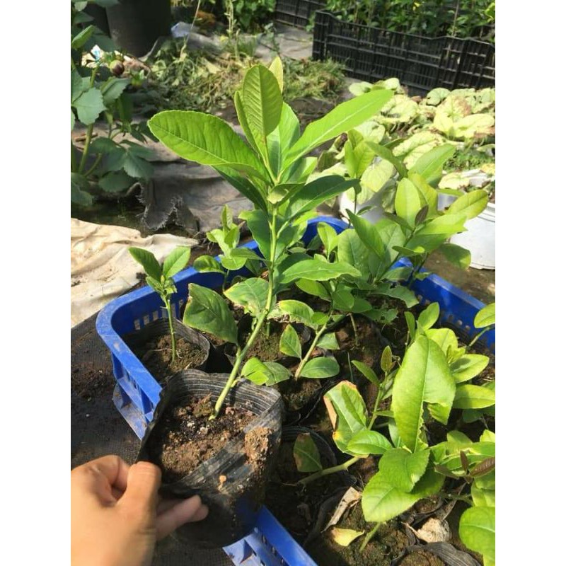 Chậu giống Chanh Mỹ Vàng