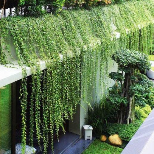Cành giống cúc tần ấn độ ươm đã ra rễ  ( tặng kèm kích rễ )