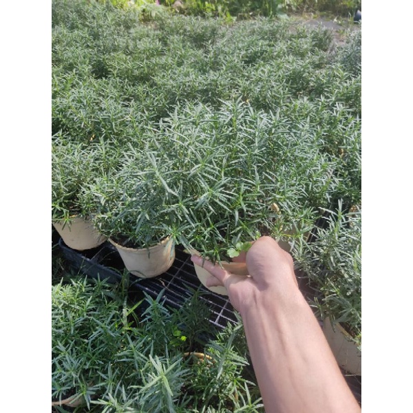 Cây hương thảo