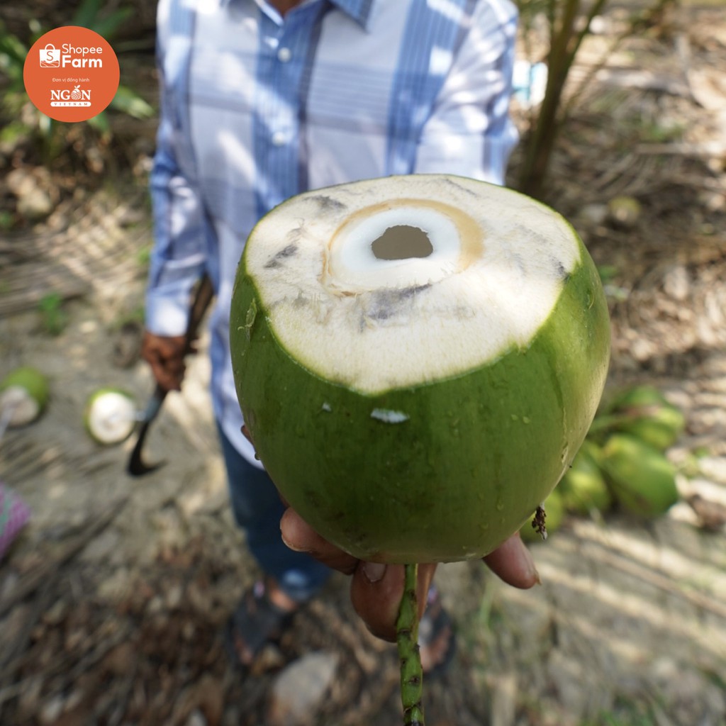 [HCM] Hộp 9 Quả Dừa Xiêm Tiền Giang Loại 1 Vị Ngọt Đậm Tươi Ngon - Shopeefarm | BigBuy360 - bigbuy360.vn