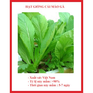 Hạt giống cải bẹ mào gà gói 20 gr