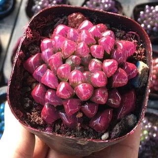 Sen ngọc (Sen đá kim cương) nhiều màu