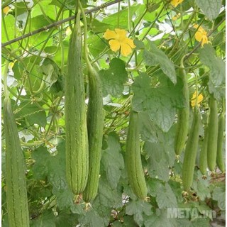 Hạt giống Mướp hương