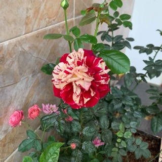 Combo 1 cây Hồng ta kèm 1 cây Hồng ngoại Size nhỏ bất kì khách chọn