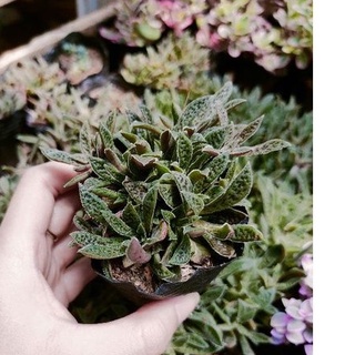 Sen đá sedum lông - cỏ tím - size trung - vườn đà lạt