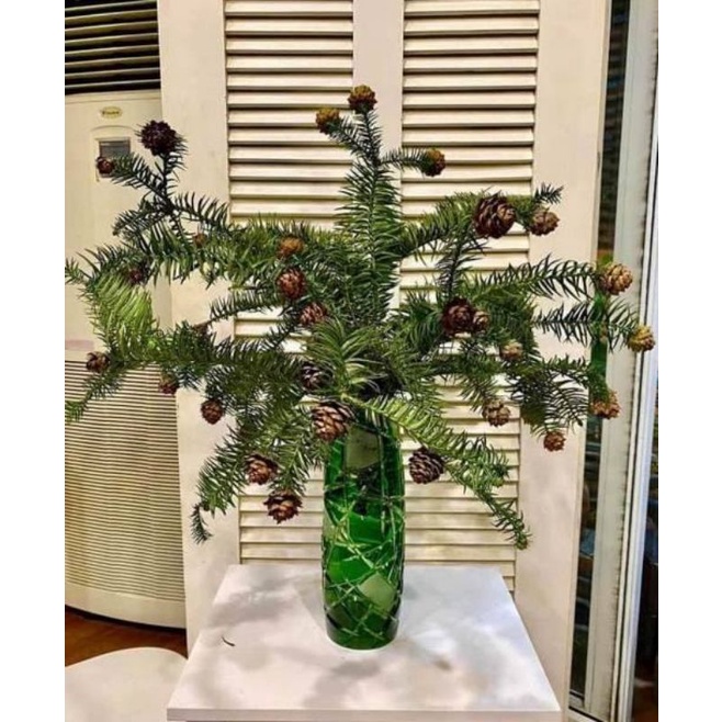 Bó Cành Thông Quả tươi cắm bình chơi noel 2024