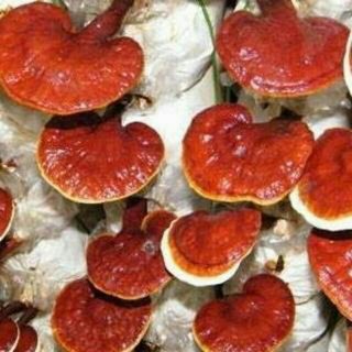 1kg nấm linh chi đỏ
