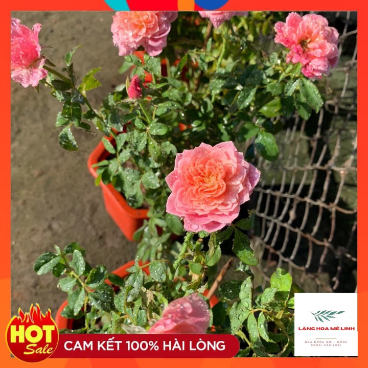 Cây Hoa hồng ngoại Miyabi Nguyên Bản [SẮC HỒNG CAM TƯƠI] Là một trong những giống hoa hồng Nhật không thể thiếu.