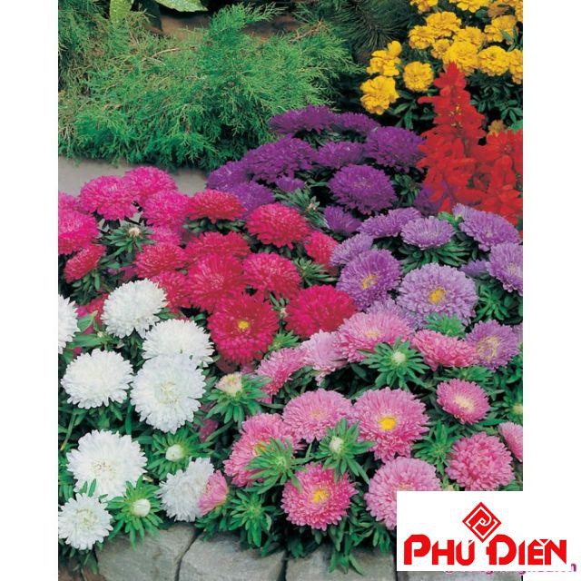 Gói 100 hạt giống hoa cúc magic  PHÚ ĐIỀN